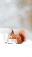 Eurasian Red Squirrel in Snow