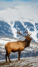 An Elk Standing on The Snow Mountain
