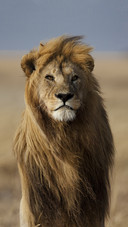 Handsome Male Lion