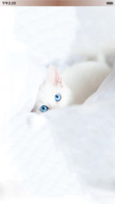 萌宝的世界（猫咪）