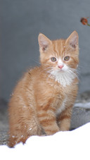 Cat (2)