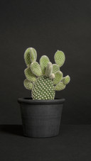 Plants that Reduce Indoor Humidity 6
