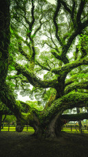 The ancient banyan tree has been blessed for a thousand