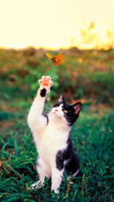 Cute kitten on a sunny summer meadow claws its paw