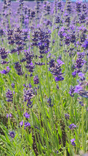 Lavender Meadow
