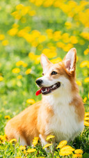 Dog453
