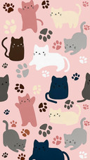养猫必学交流技巧