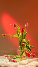 Tulips in a transparent vase on a bright red background
