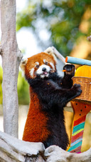 Closeup of the red panda