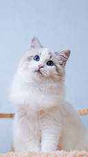 “仙女”布偶猫的缺点