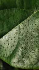 Macro Plant with 11lite 5g