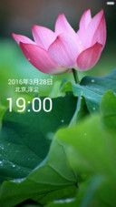 微山湖荷花（高清壁纸)