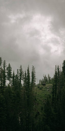 Cloudy Forest