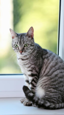 Pet cat36