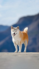 Scientifically guide children to keep pets