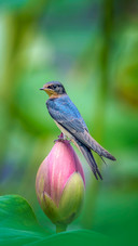 Rare wild birds in the lotus pond in summer