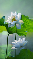 Beautiful white lotus flower in the lake