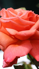 112166_1440x2560.jpg