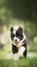 Cute Border Collie Puppy Running in the Green Garden