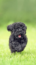 A small poodle puppy runs on the grass