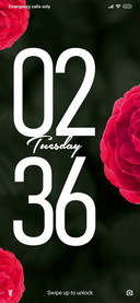 Red Rose_DWM20