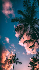 Summer coconut