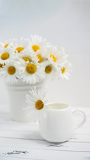 Chamomile in a cup