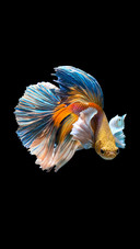 India-aquatic