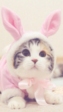 可爱猫咪