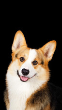 Dog256