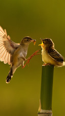 The mother bird feeds the little birds