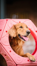 Dog (7)