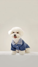 A Littlle Smiling Dog