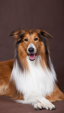 Dog234