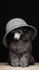 A grey hat and a grey dog
