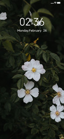雏菊小清新