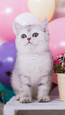 Cat (4)