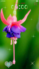 紫色 花豆