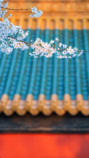 Cherry Blossoms of Ancient Buildings