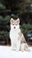 A Husky Puppy Standing in The Snow