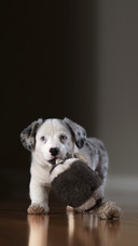 The little dog is playing with its favorite toy