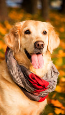 Dog5