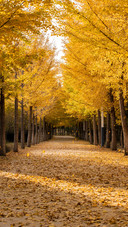 The autumn scenery of the ginkgo forest in beijing