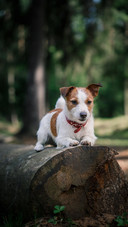 Dog34