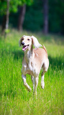Dog315