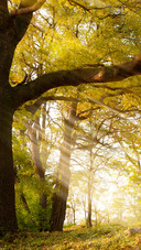 Green tree