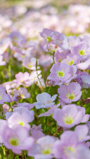 A sea of moonlight grass flowers