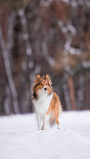 Sheltie Dog in the Winter Forest