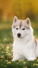 Dog290
