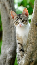 Pet cat49